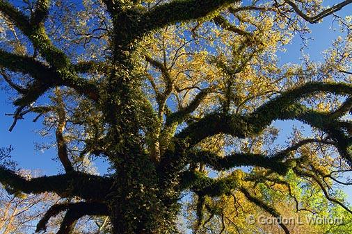 Evangeline Oak Boughs_45389.jpg - Photographed in St. Martinville, Louisiana, USA.